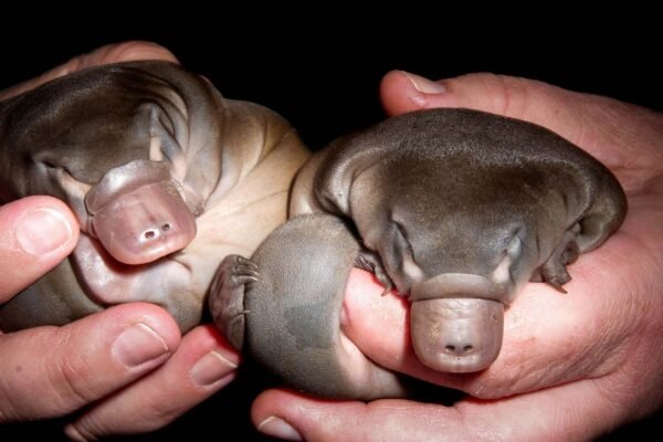 Ornitorrinco apresenta melanossomos ocos, característica inédita em mamíferos. (Imagem: Getty Images via Canva)
