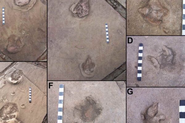 Calçadas revelam passado pré-histórico em cidade paulista (Imagem: Francischini e colaboradores)