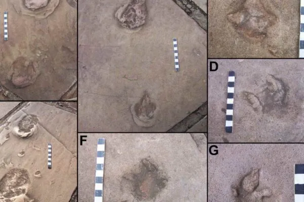 Calçadas revelam passado pré-histórico em cidade paulista (Imagem: Francischini e colaboradores)