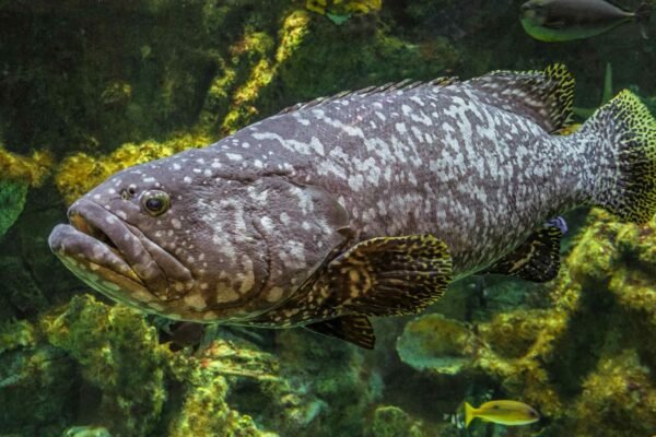 Peixe de 400 kg sobrevive e alerta para preservação dos oceanos (Imagem: Getty Images via Canva)