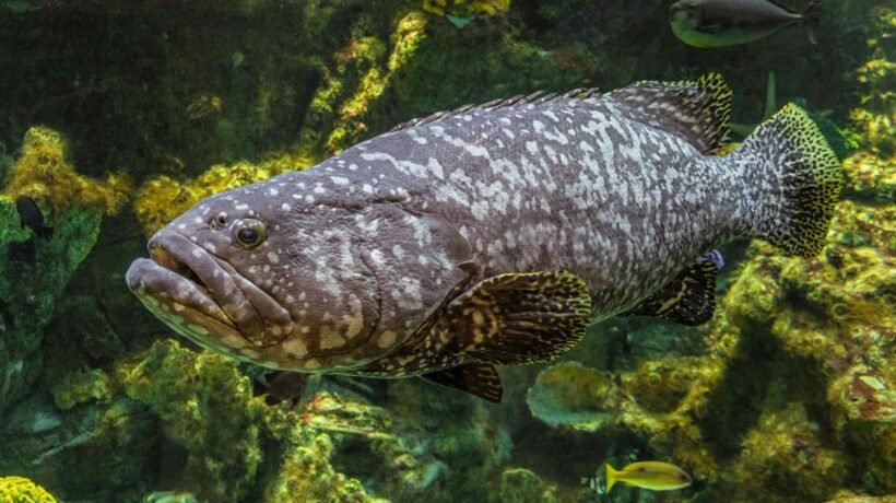 Peixe de 400 kg sobrevive e alerta para preservação dos oceanos (Imagem: Getty Images via Canva)