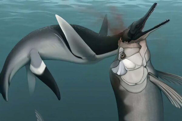 Fóssil revela ataque raro entre predadores gigantes do Cretáceo (Imagem: Universidade do Tennessee)