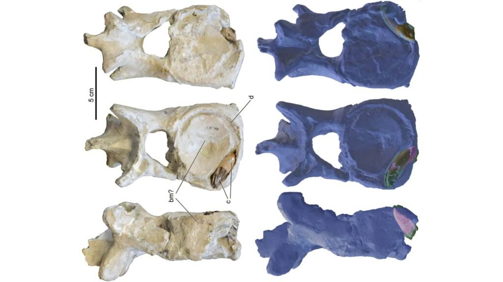Vértebras fossilizadas e imagens revelam Polycotylus com dente de Xiphactinus incrustado (Imagem: Universidade do Tennessee)

