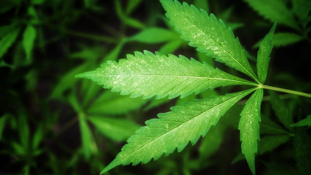 THC pode prejudicar memória em tarefas do dia a dia. (Foto: Pixabay via Canva)