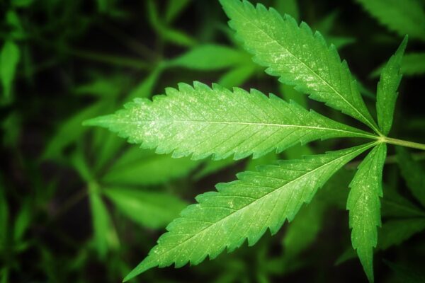 THC pode prejudicar memória em tarefas do dia a dia. (Foto: Pixabay via Canva)