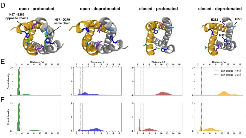 TMEM175 abre e fecha conforme mudanças químicas na célula. (Foto: Tobias Schulze et al via PNA)