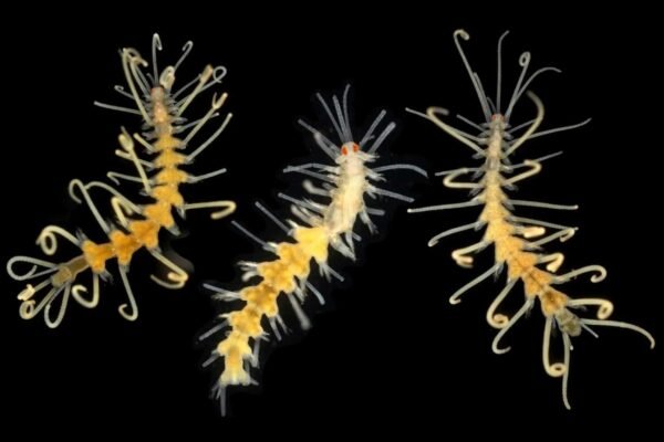 Oceano profundo guarda espécies que podem desaparecer sem serem vistas (Imagem: Arne Nygren em Aguado et al./2019)