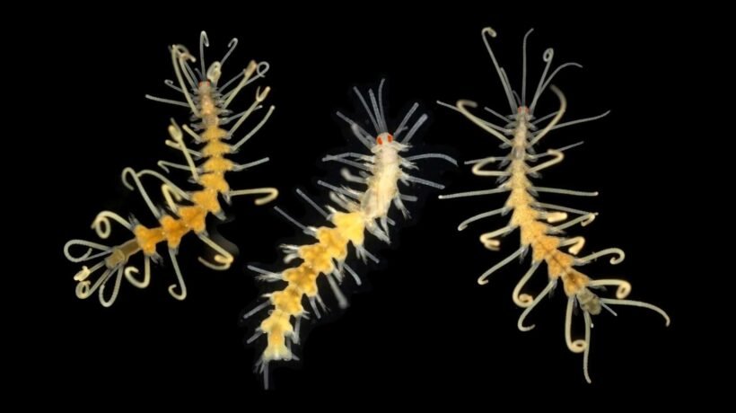 Oceano profundo guarda espécies que podem desaparecer sem serem vistas (Imagem: Arne Nygren em Aguado et al./2019)