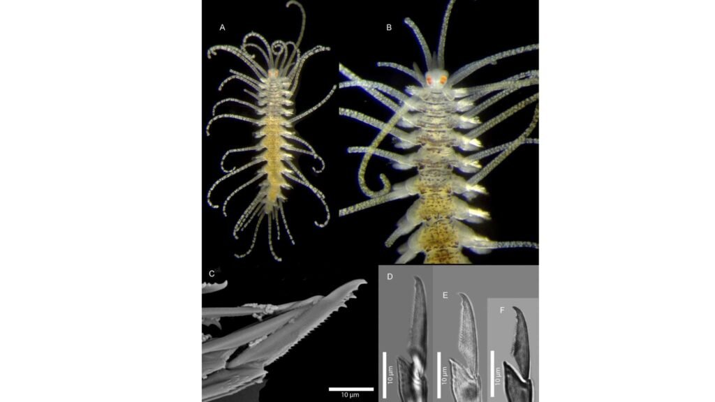 (A) Espécime vivo, vista dorsal; (B–G) cerdas dorsais, medianas e ventrais em diferentes segmentos (Imagem: Arne Nygren em Aguado et al./2019)
