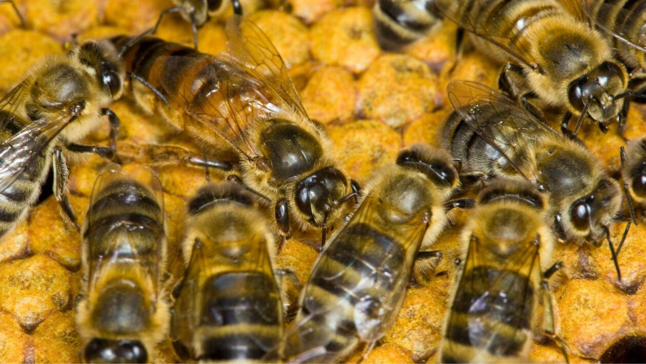 Abelhas rainhas conseguem sobreviver dias submersas no inverno (Imagem: Getty Images via Canva)
