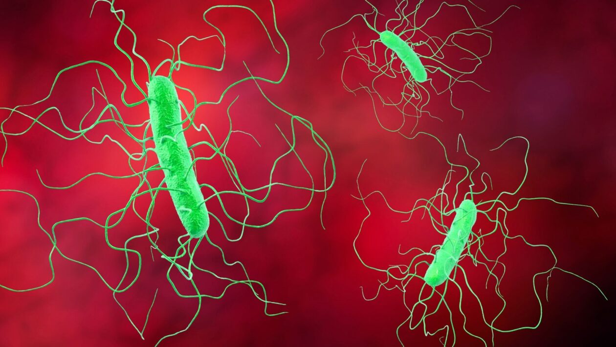 EVG7 mostra potencial contra infecção por C. difficile. (Foto: Science Photo Library via Canva)