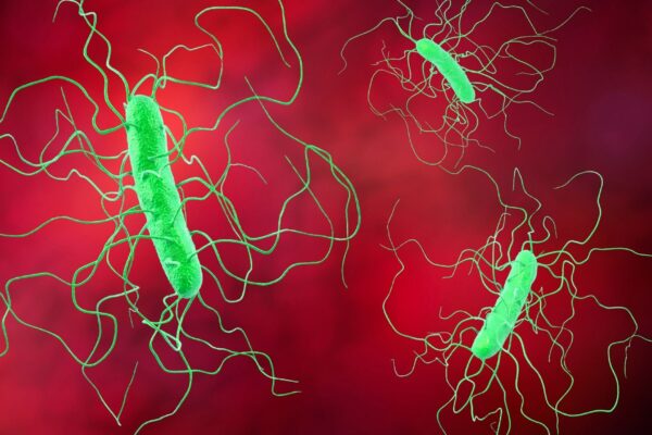 EVG7 mostra potencial contra infecção por C. difficile. (Foto: Science Photo Library via Canva)