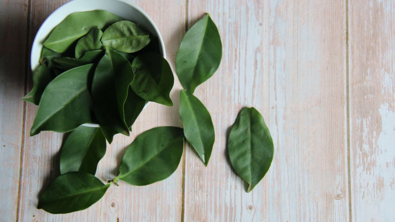 Ora-pro-nóbis é rica em proteínas, fibras e antioxidantes. (Foto: Getty Images via Canva)