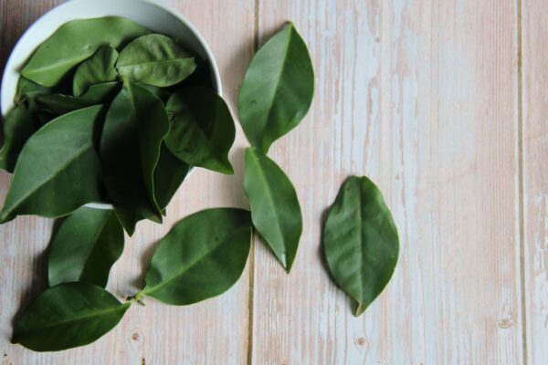 Ora-pro-nóbis é rica em proteínas, fibras e antioxidantes. (Foto: Getty Images via Canva)