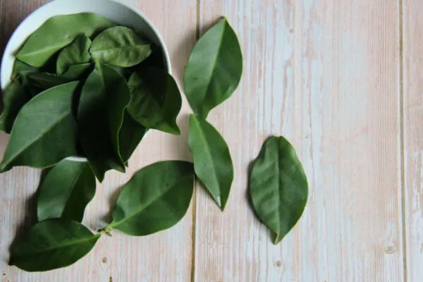 Ora-pro-nóbis é rica em proteínas, fibras e antioxidantes. (Foto: Getty Images via Canva)