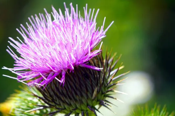 Cardo-mariano ajuda a proteger as células do fígado. (Foto: Pixabay via Gemini)