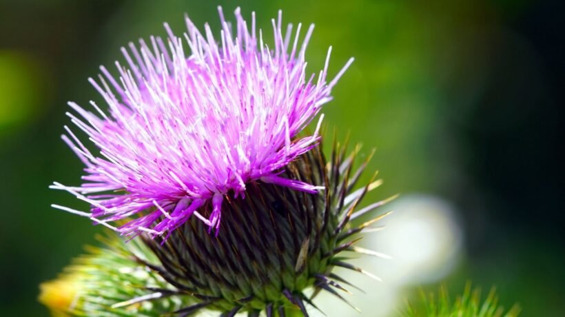 Cardo-mariano ajuda a proteger as células do fígado. (Foto: Pixabay via Gemini)