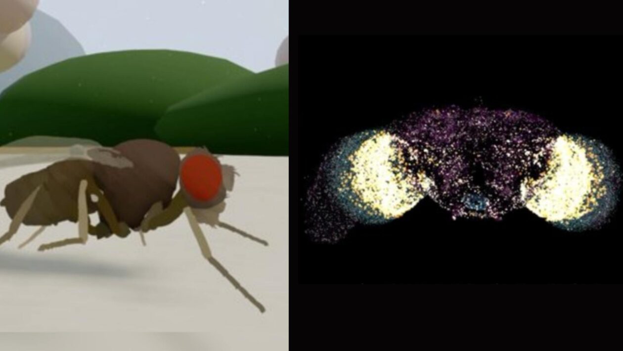 Cérebro simulado faz inseto digital agir como se estivesse vivo (Imagem: Eon Systems/ Divulgação)
