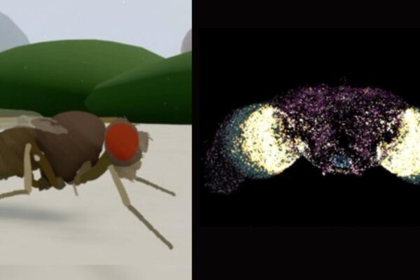 Cérebro simulado faz inseto digital agir como se estivesse vivo (Imagem: Eon Systems/ Divulgação)