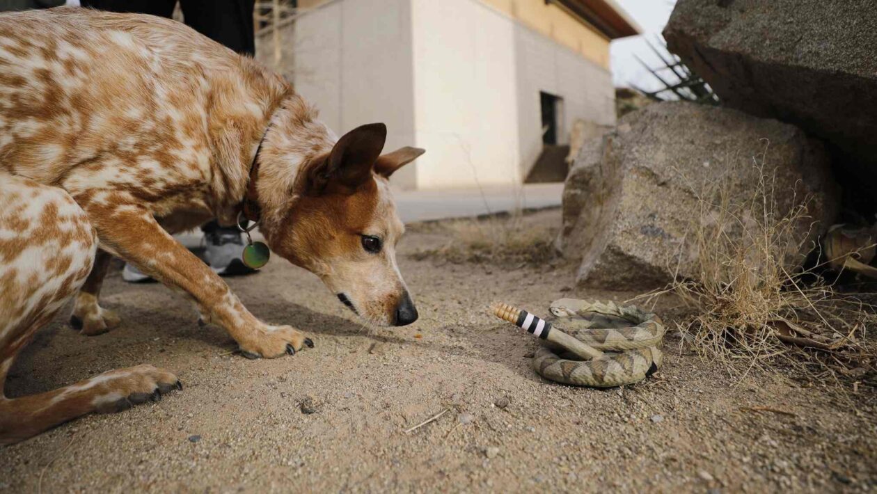 Estudo mostra como o chocalho da cascavel afasta predadores (Imagem: Universidade do Texas em El Paso)