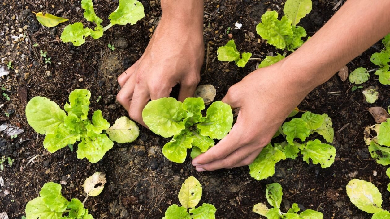 Horta caseira melhora saúde e bem-estar. (Foto: Getty Images via Canva)
