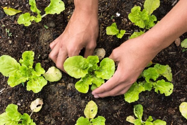 Horta caseira melhora saúde e bem-estar. (Foto: Getty Images via Canva)