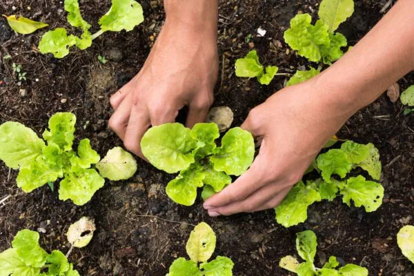 Horta caseira melhora saúde e bem-estar. (Foto: Getty Images via Canva)