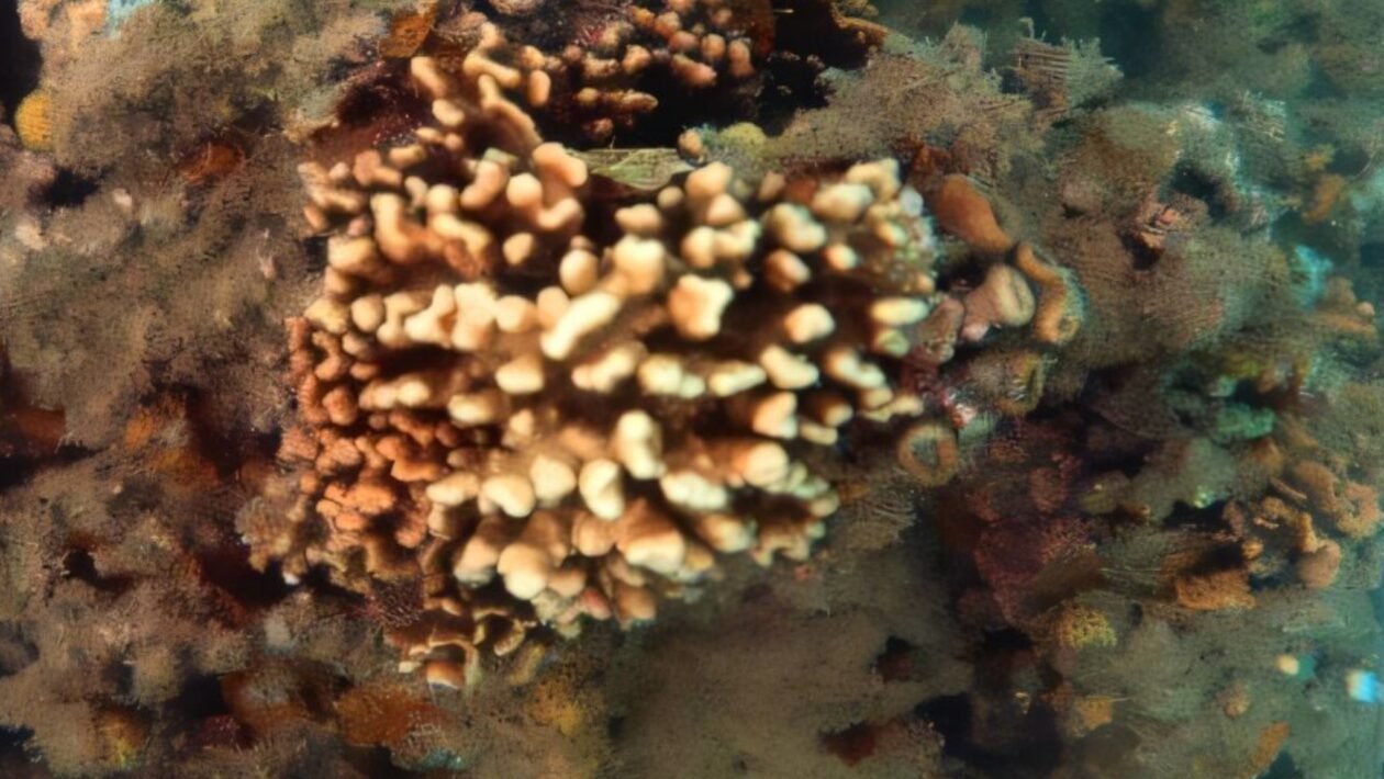 Corais-de-fogo brasileiros sofrem branqueamento crítico devido a ondas de calor e aquecimento global (Imagem: Ralf Cordeiro/UFRPE)