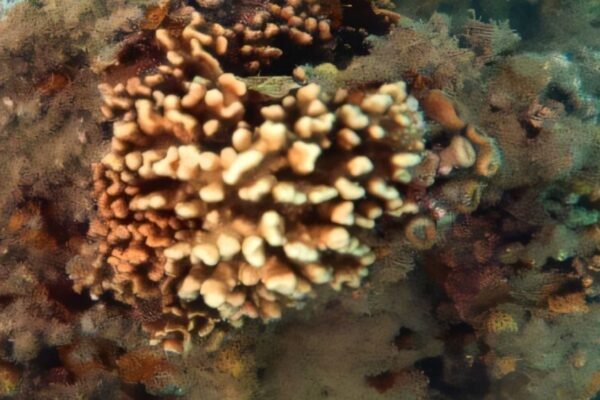 Corais-de-fogo brasileiros sofrem branqueamento crítico devido a ondas de calor e aquecimento global (Imagem: Ralf Cordeiro/UFRPE)