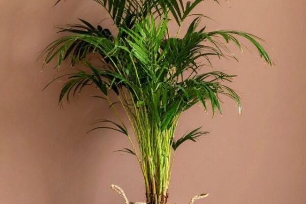 Plantas que purificam o ar