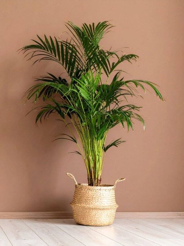 10 Plantas que purificam o ar e transformam sua casa