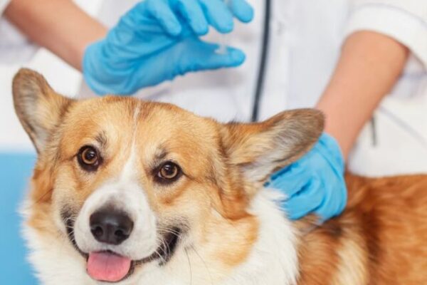como IA ajudou a criar vacina de mRNA para cães