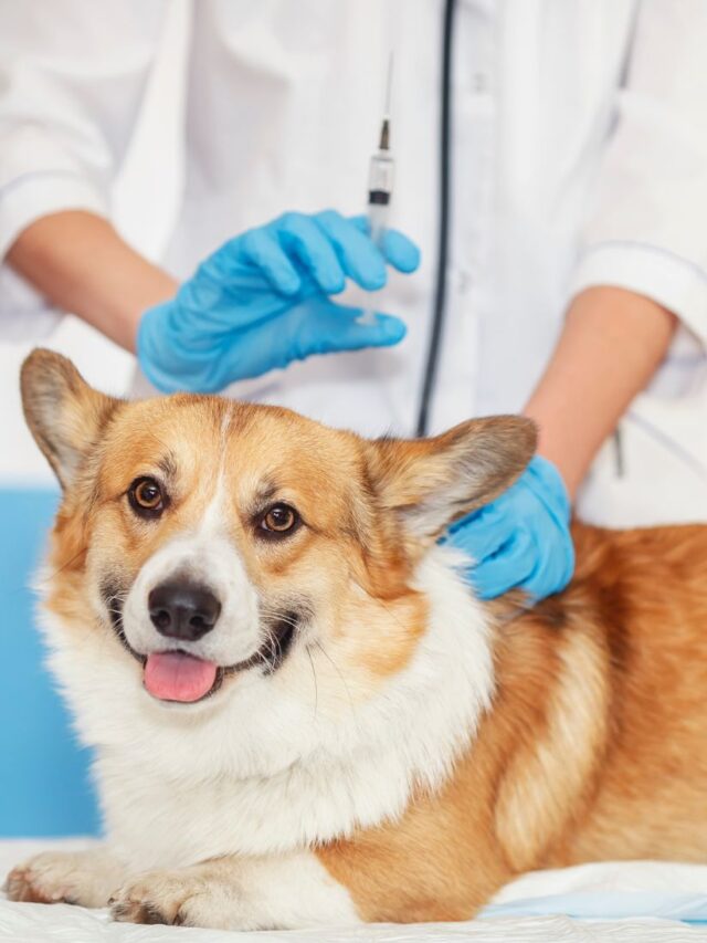 Engenheiro usou IA para salvar sua cadela com câncer terminal