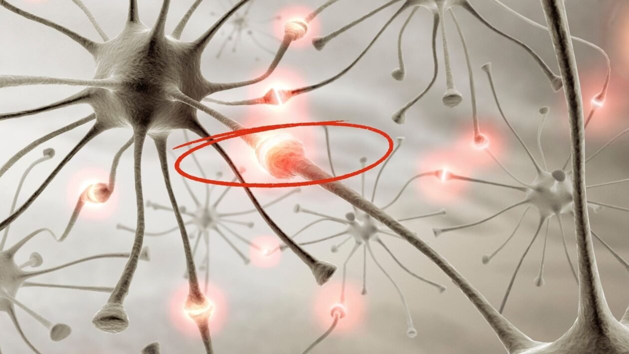 Descoberta preserva sinapses no cérebro. (Foto: Science Photo Library via Canva)