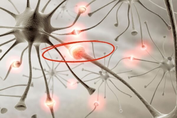 Descoberta preserva sinapses no cérebro. (Foto: Science Photo Library via Canva)