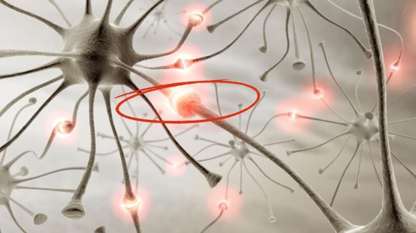 Descoberta preserva sinapses no cérebro. (Foto: Science Photo Library via Canva)