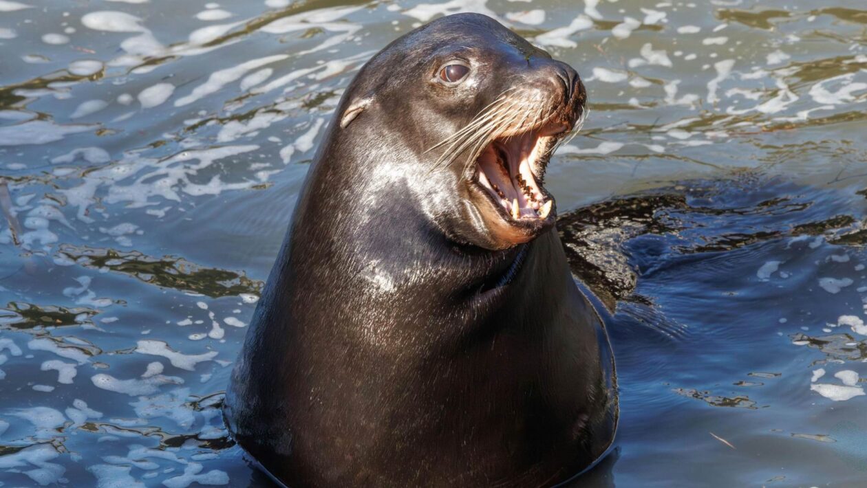 Drones térmicos ajudam a encontrar focas presas em redes no oceano (Imagem: Pexels)