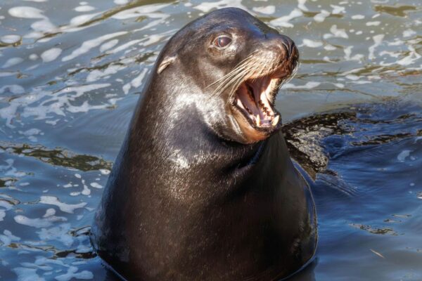 Drones térmicos ajudam a encontrar focas presas em redes no oceano (Imagem: Pexels)