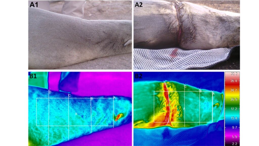 Comparação térmica mostra focas livres e presas em linhas de pesca (Imagem: Adam Yaney-Keller et al./ Marine Pollution Bulletin 2026/ CC BY-SA 4.0)
