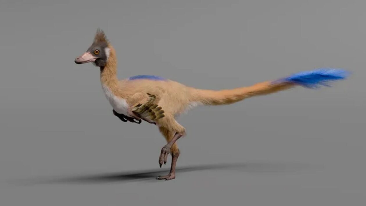 Fóssil raro mostra como alguns dinossauros ficaram minúsculos. (Imagem: Gabriel Díaz Yantén, Universidad Nacional de Río Negro)