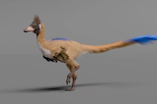 Fóssil raro mostra como alguns dinossauros ficaram minúsculos. (Imagem: Gabriel Díaz Yantén, Universidad Nacional de Río Negro)