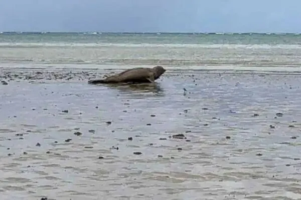 Elefante-marinho surpreende e mobiliza equipes em Alagoas (Imagem: Divulgação)