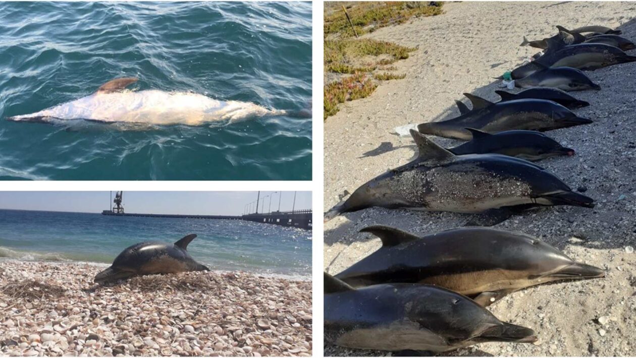 Orcas podem ter provocado encalhes de golfinhos na Patagônia (Imagem: Sebastian Ortega/ Royal Society Open Science (2026))