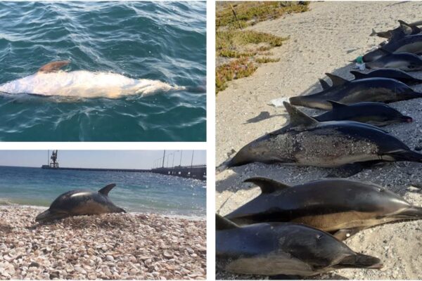 Orcas podem ter provocado encalhes de golfinhos na Patagônia (Imagem: Sebastian Ortega/ Royal Society Open Science (2026))