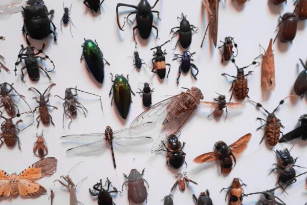 Aquecimento global pode ameaçar metade dos insetos da Amazônia (Imagem: Getty Images via Canva)