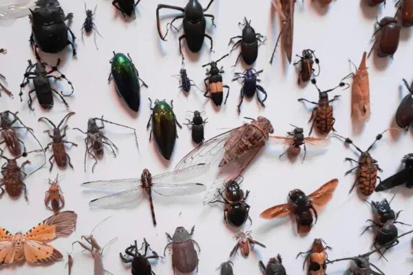 Aquecimento global pode ameaçar metade dos insetos da Amazônia (Imagem: Getty Images via Canva)