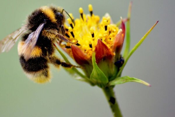 Flores usam relógio biológico para atrair polinizadores no momento ideal (Imagem: Getty Images via Canva)