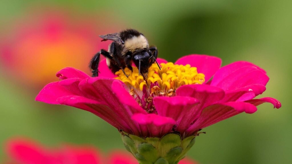 Aroma e abertura das flores seguem um ritmo preciso da natureza (Imagem: Getty Images via Canva)
