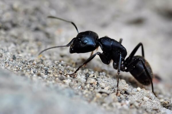 Formigas usam a Lua como bússola para navegar à noite (Imagem: Getty Images via Canva)