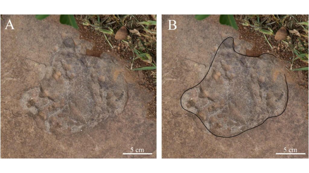 Pegada de ornitópode com formato largo e bordas arredondadas, destacada digitalmente na praça (Imagem: A professora Drª Melina M. Souza) 
